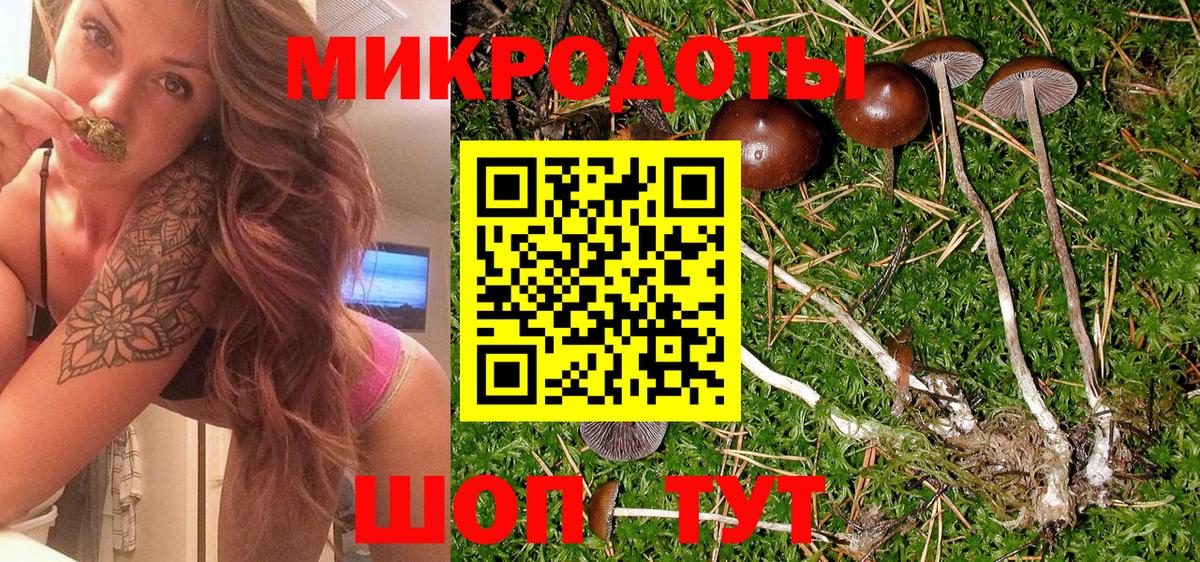 Галлюциногенные грибы Psilocybe Новороссийск