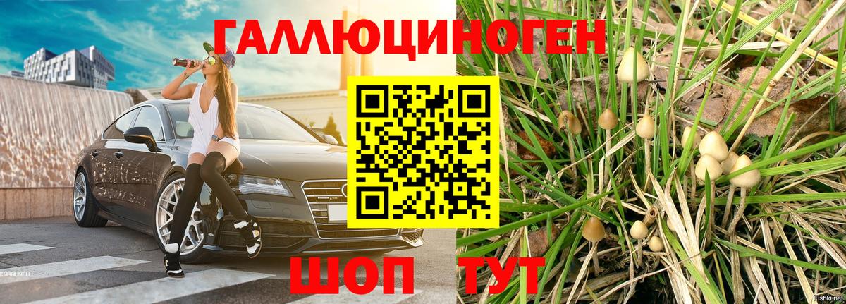 Новороссийск  Галлюциногенные грибы Psilocybe  Вход с VPN  сколько стоит  Псилоцибиновые грибы Psilocybe 
